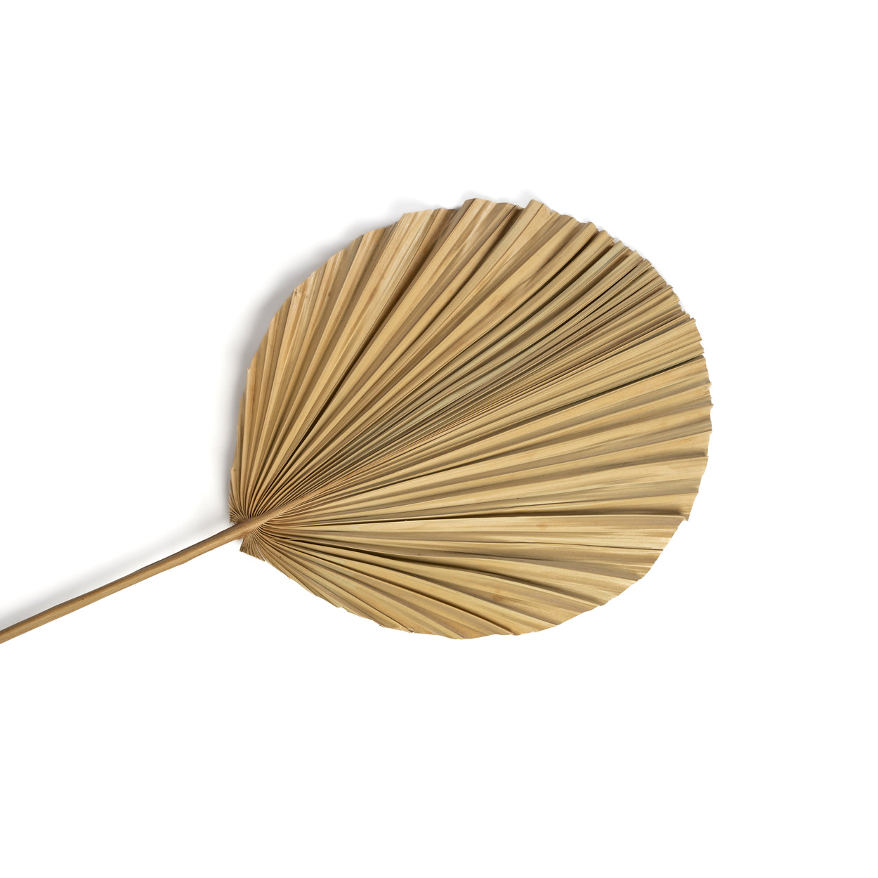 La Feuille Rayung