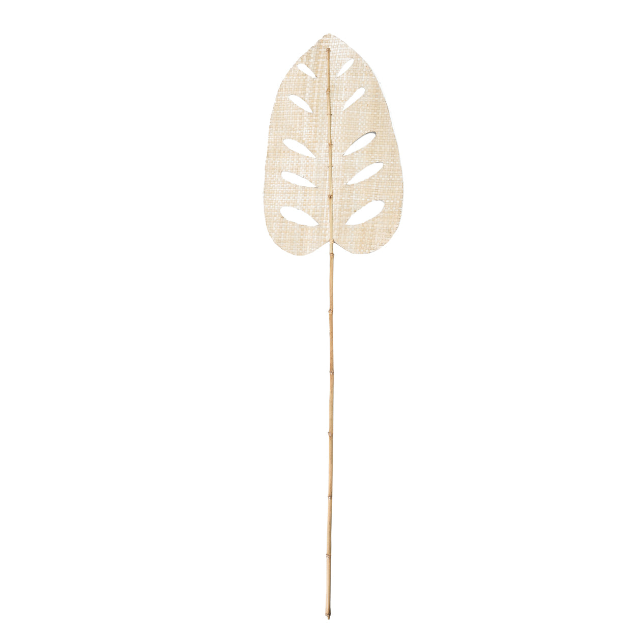 Le Water Hyacinth Leaf